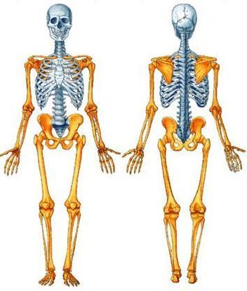 Como o esqueleto humano é dividido?