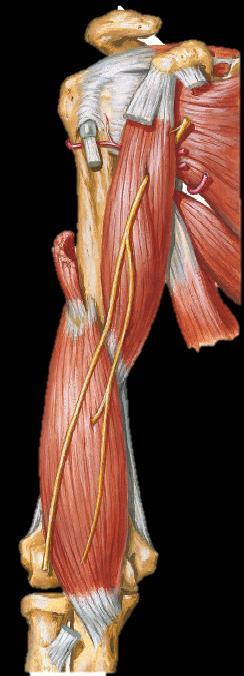 Quais os músculos representados?