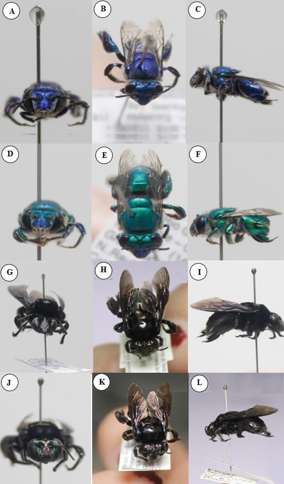 Fauna de Euglossina (Hymenoptera: Apidae) de um fragmento de Mata Atlântica do Alto Oeste Potiguar.