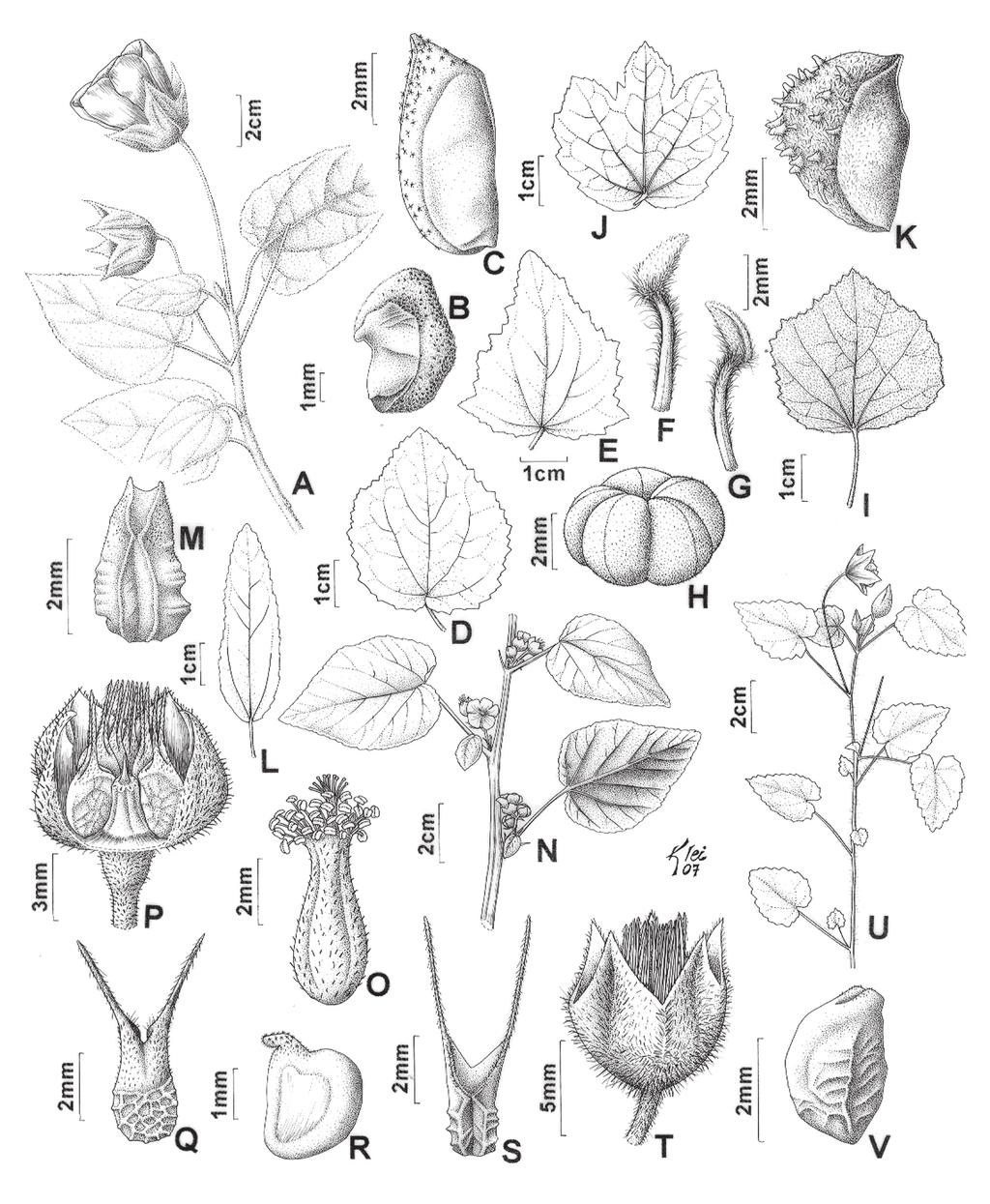 66 G. L. Esteves & A. Krapovickas Fig. 1. MALVACEAE. A-B. Abutilon monteiroi: A. Ramo com flores. B. Mericarpo, vista lateral. C. A. ramiflorum: Mericarpo, vista látero-dorsal. D-H.