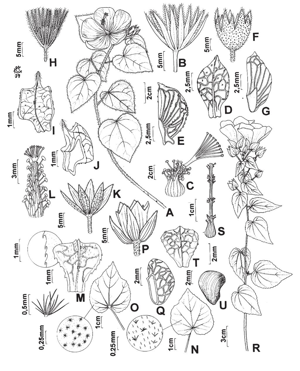 Flora de Grão-Mogol, Minas Gerais: Malvaceae 69 Fig. 2. MALVACEAE. A-E. Pavonia rosa-campestris: A. Ramo com flores. B. Epicálice. C. tubo estaminal. D. Mericarpo, vista dorsal. E. Mericarpo, vista lateral.