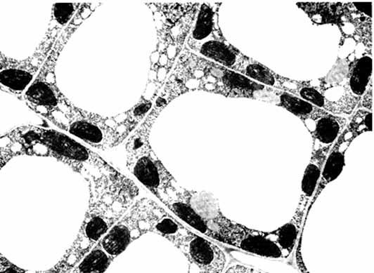 Biologia 01. A figura apresenta uma imagem microscópica de células eucarióticas. 1 (J. Burgess, Carnegie Mellon University, mimp.mems.cmu.edu.