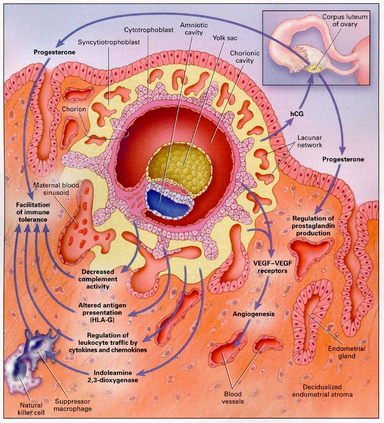 Implantation