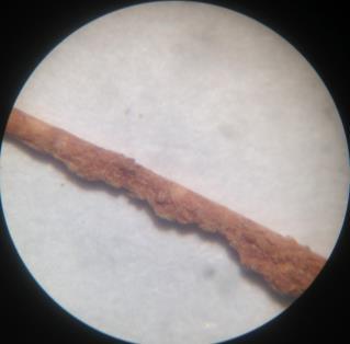 Figura 1: Microscopia óptica e eletrônica da fibra de coco bruta, respectivamente. Dessa forma foi iniciado o processo de modificação superficial da fibra, a fim de regularizar a superfície da fibra.