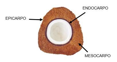 OBJETIVO Desenvolver estudo sobre a eficiência da adsorção do mesocarpo de coco verde no tratamento de efluentes simulados contaminados com metais pesados.