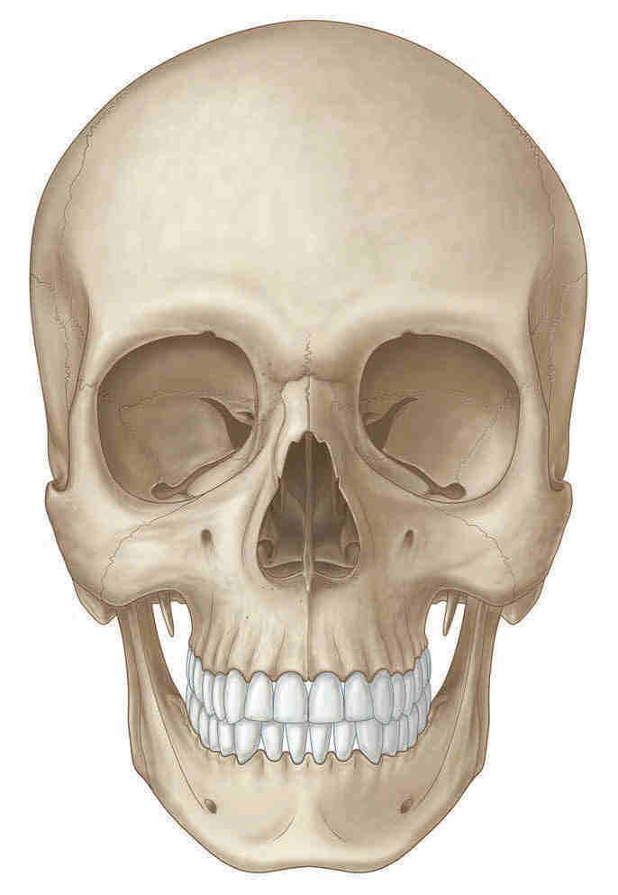 52 Neuroanatomia Clínica e Funcional: Anatomia, Fisiologia e Patologia Osso frontal Sutura frontal ou metópica Glabela Násio Arco superciliar Incisura supra-orbital (ou forâmen) Processo zigomático