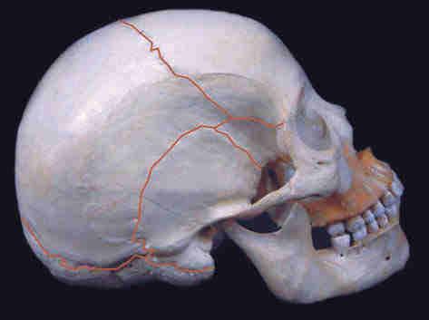 Parte timpânica do osso temporal Processo estiloide Processo condilar da mandíbula Ramo da mandíbula Ângulo da mandíbula Processo zigomático do osso temporal Corpo da mandíbula Processo coronoide da