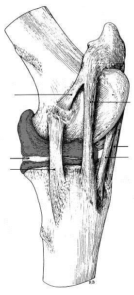 Patelar medial Ligamento femuropatelar lateral Lig.