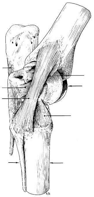 ARTICULAÇÕES SINOVIAIS -57- ARTICULAÇÃO TÁRSICA Ligamento plantar longo Ligamento colateral medial curto Ligamento colateral