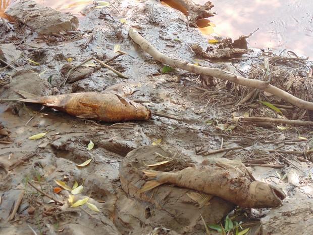Naque: A onda de rejeitos matou uma grande quantidade de peixes e ainda poluiu o Rio Santo