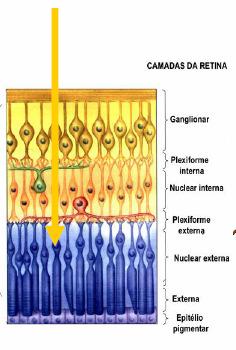 Esse é um efeito a nivel de retina Causado pelas ligações das diversarcelulasque compoema retina,