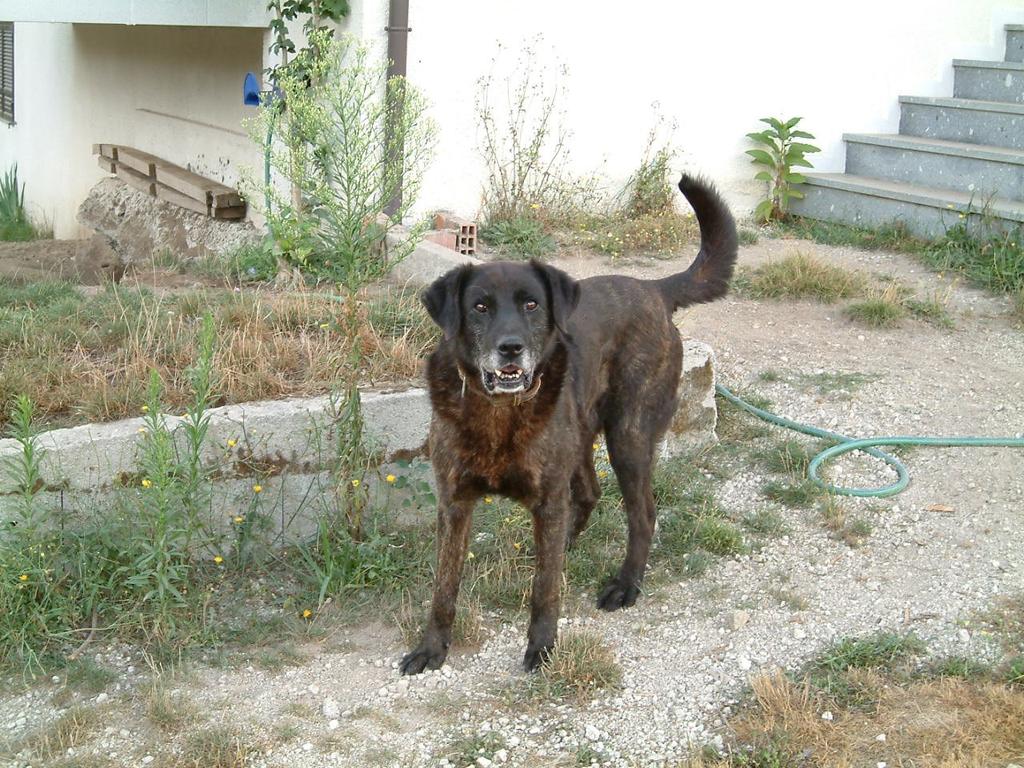 O SALAZAR (RI 118609), cão originário da região de Castro Laboreiro, foi utilizado em cruzamentos com cadelas originárias da região de castro laboreiro, como também com diversas fêmeas de criadores