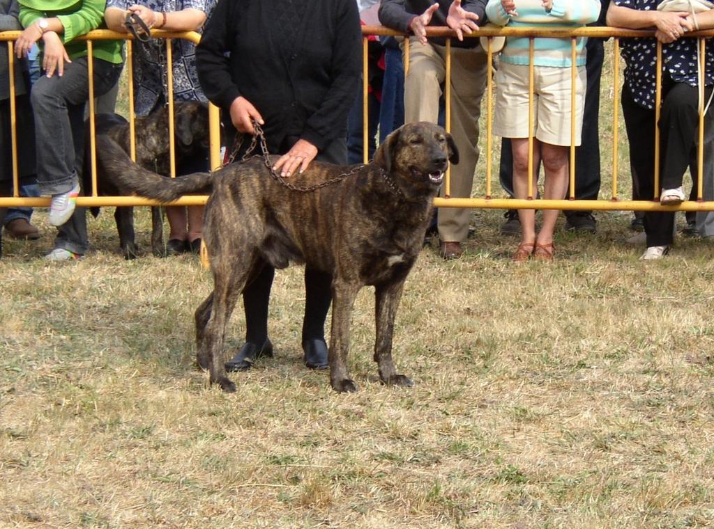 BOBI (RI 68256) O BOBI (RI68256) é um dos cães originário da região de Castro Laboreiro, bastante conhecido e premiado em diversos Concursos Tradicionais. BOBI (RI68256) O BOBI é pai do nosso cão LIS.
