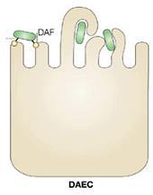 DAEC: Ligam-se as células através de receptores e