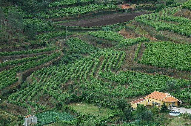 Quem Somos Após vários anos a trabalhar com marcas líderes de mercado no canal horeca, a DistriWine nasce de um sonho, o sonho de levar até si os melhores vinhos Portugueses.