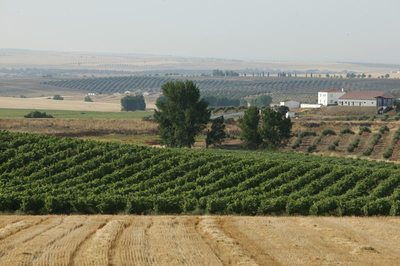 Herdade Paço do Conde Inspirados no sol e temperados pela terra, os vinhos e azeites da Herdade Paço do Conde são estruturados e elegantes, particularmente aptos para a mesa dos Gourmets Vinhos e