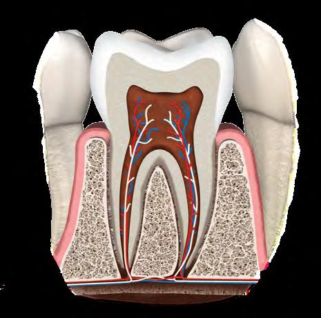 CAP. 3 ANATOMIA E ESCULTURA DENTÁRIA 3.6. ANATOMIA DENTÁRIA É a parte da anatomia humana que estuda o órgão dentário (dente e periodonto), que, por sua vez, faz parte do aparelho mastigador: 3.6.1.