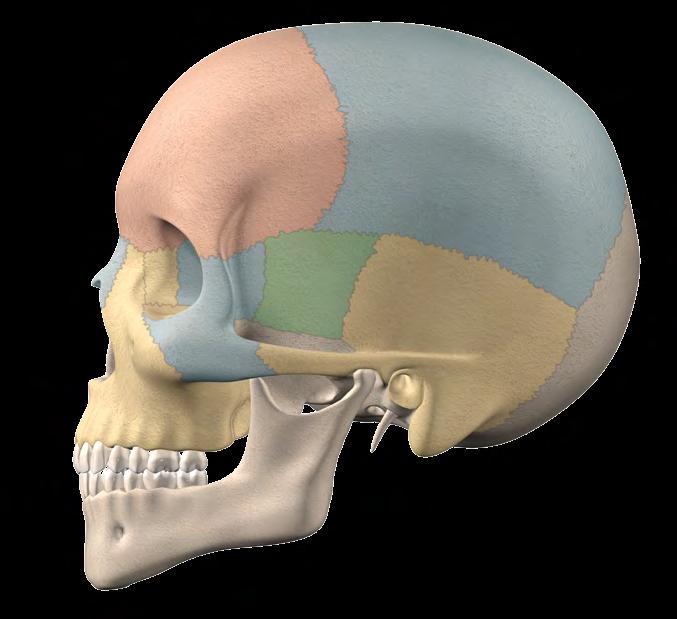 CAP. 3 ANATOMIA E ESCULTURA DENTÁRIA 3.2.