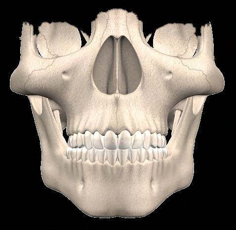 CAP. 3 ANATOMIA E ESCULTURA DENTÁRIA 3.2.