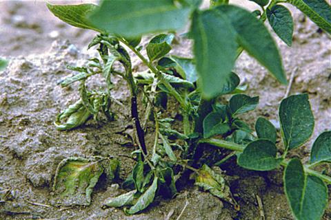sementes: o Antracnose do feijoeiro/ Colletotrichum lindemuthianum o Queima bacteriana/ Xanthomonas campestres pv.