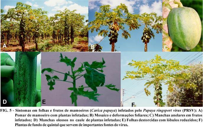 Prática de roguing: Prevenção da disseminação de doenças: plantas