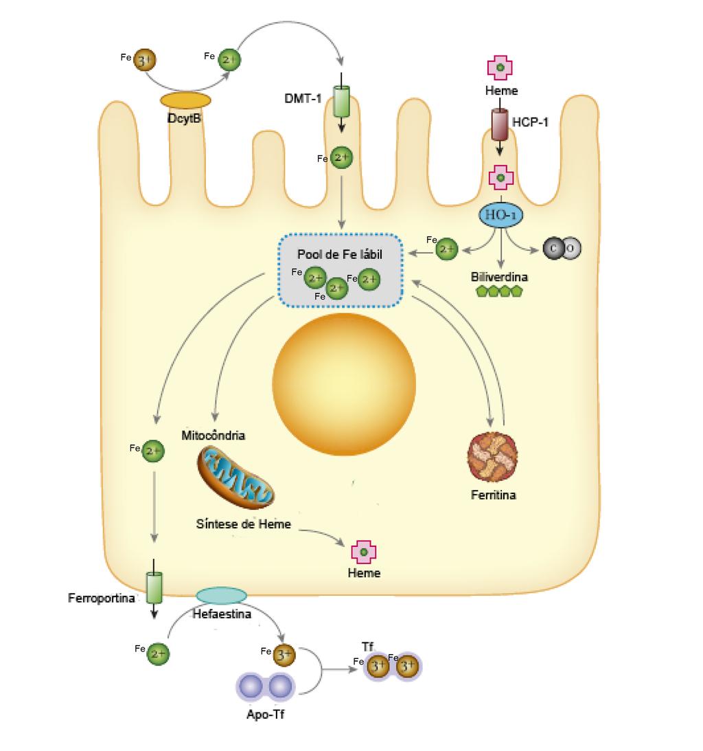 20 pode acontecer no plasma, processo que envolve a enzima ceruloplasmina (Darshan, Frazer e Anderson, 2010; Hentze et al, 2010; Evstatiev e Gasche, 2012). Figura 1.