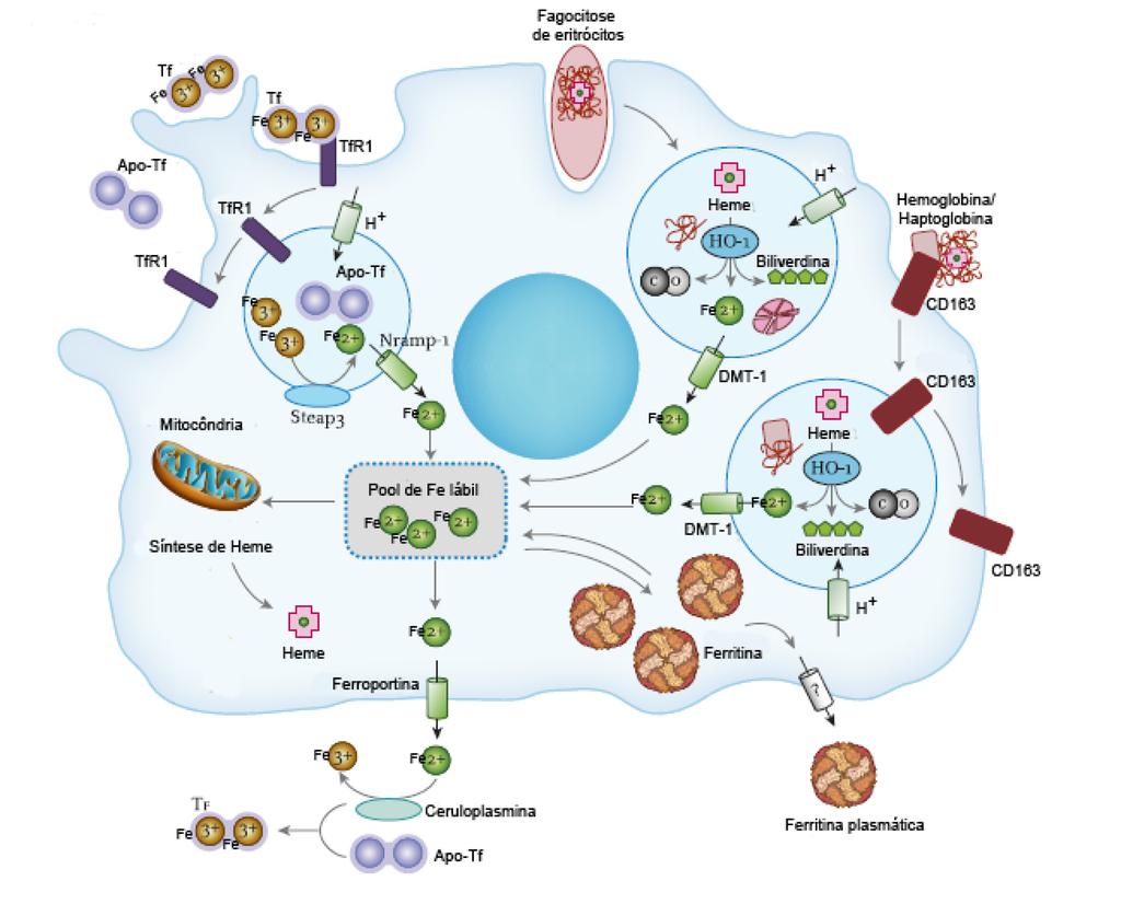 22 Figura 2. Captação, reciclagem, utilização e exportação de ferro pelo macrófago. Fonte: Evstatiev e Gasche, 2012.