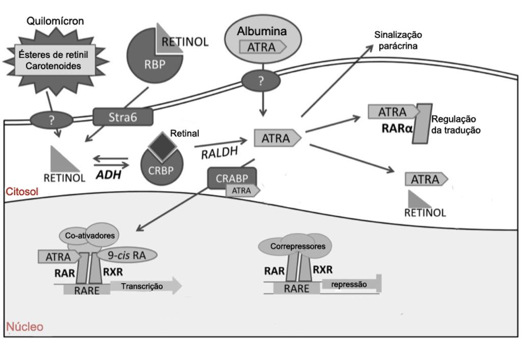 37 Figura 6. Captação celular de retinoides e sinalização intracelular. Fonte: Conaway, Henning e Lerner, 20