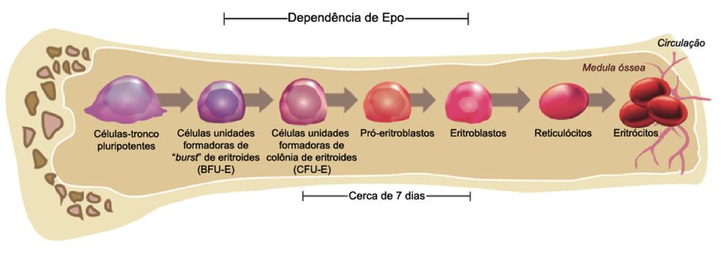 41 de T H 2, como IL-4 e o fator de transcrição GATA 3, indicando que o estímulo da via de RXR aumenta o desenvolvimento de T H 2, ou seja, que os retinoides tem importante papel na reposta