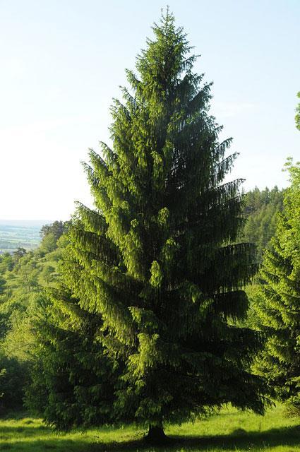 6) A formação vegetal representada na figura a seguir corresponde à: a) Floresta Tropical úmida, típica das baixas latitudes, com predomínio de abetos, pinheiros, e a presença de arbustos e manchas