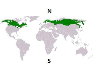 11) Estabeleça a relação entre as duas colunas, considerando algumas das principais formações vegetais do planeta.