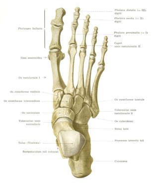 Anatomia Anatomia radiológica Dr.