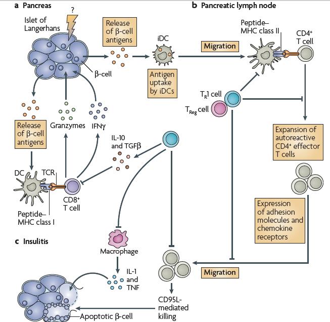 Imunopatogenia na Diabetes do tipo I 1) Órgão Alvo: Pâncreas endócrino 2)