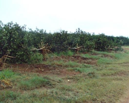 Técnicas de manejo Controle Químico Controle Biológico Resistência de