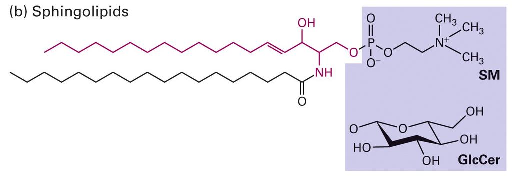 Esfingolipídeos esfingomielina glicosilcerebrosídeo Derivados da esfingosina = um álcool amino com