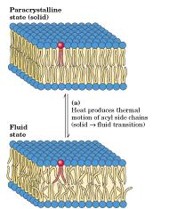 Fluidez da bicamada: Uma bicamada de fosfolipídeos pode existir em 2 estados físicos dependendo da temperatura: - estado gel: em baixas temperaturas (baixa fluidez no plano da bicamada) -