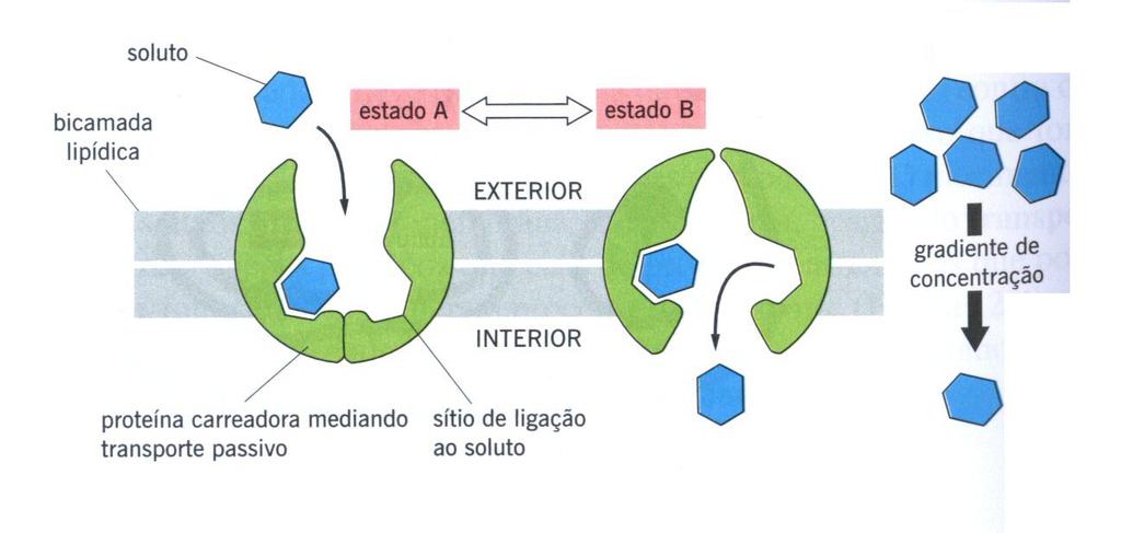 Proteínas carreadoras Transportam moléculas orgânicas pequenas (açúcares, aminoácidos, nucleotídeos, etc.