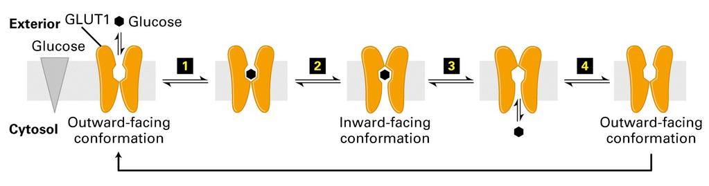 Carreador de glicose da membrana plasmática de células hepáticas de mamíferos Numa conformação o carreador expõe sítios de ligação p/