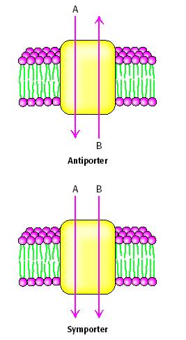 Transportadores acoplados Proteínas carreadoras nas quais o movimento favorável do 1 o soluto fornece energia para o transporte desfavorável do 2 o soluto.