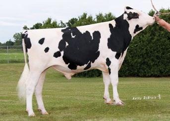 HOLANDÊS HFK48939 MARTIN SUPER 1024, IRMÃ PATERNA DA MÃE PARADISE X SUPER X BLITZ Vacas longevas de alta fertilidade; Melhorador de pernas e pés; Produção de leite aliada a úberes excelentes.