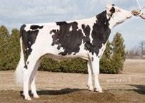 TM TM HOLANDÊS 1HO10455 BRANDT-VIEW KRISTOFF-ET SUPER x COLBY X POTTER Vacas longevas de muita caracterização leiteira; Especialista em fertilidade; Filhas longevas, com úberes excelentes.
