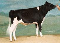 0 1294p lbs. Avô Materno: SOLID-GOLD COLBY-ET Avó Materna: CONANT-ACRES POTTER GAIL-ET Class: VG-87, EX-MS, GMD, DOM Lactação: 2-00 3x 365d 46,630m 3.8 1761f 2.9 1348f lbs.