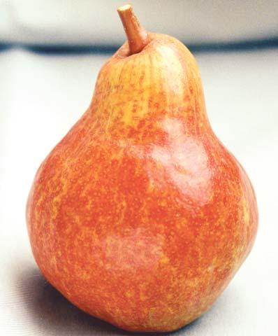 Foto: I. Faoro Fig. 3. Fruto da cultivar Red Bartlett.