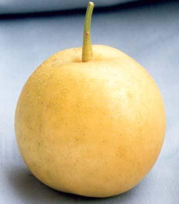 redondo-oblata, com epiderme amareloesverdeada e de boa aparência (Fig. 4).