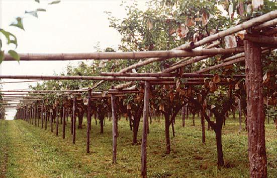 Foto: I. Faoro Fig. 13. Formação no sistema de latada.