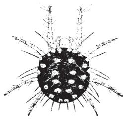 Ilustração: Arthur Henrique Foerstnow Fig. 19. Ácaro-vermelho. Os ácaros vivem em colônias, especialmente na face inferior da folha, predominantemente junto à nervura central.