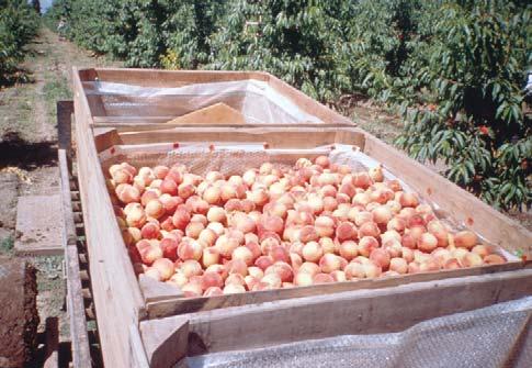 Foto: Luis Luchsinger Fig 24. Colheita de frutas em bins. cido a importação de pêras finas, principalmente da Argentina e do Chile.