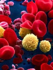 células sanguíneas Eritropoese Leucopoese Trombopoese - Hemácias -