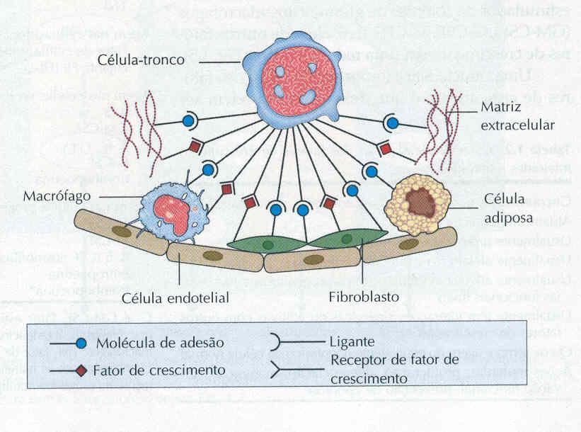 A medula óssea é composta por células do estroma e de uma rede microvascular.