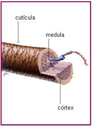 -4 a 5% de hidrogênio; -25 a 30% de oxigênio; -2 a 4% de enxofre. Camadas do fio (haste) do cabelo. Glândulas sebáceas Perto da pele, existem também as glândulas sebáceas que produzem óleo.